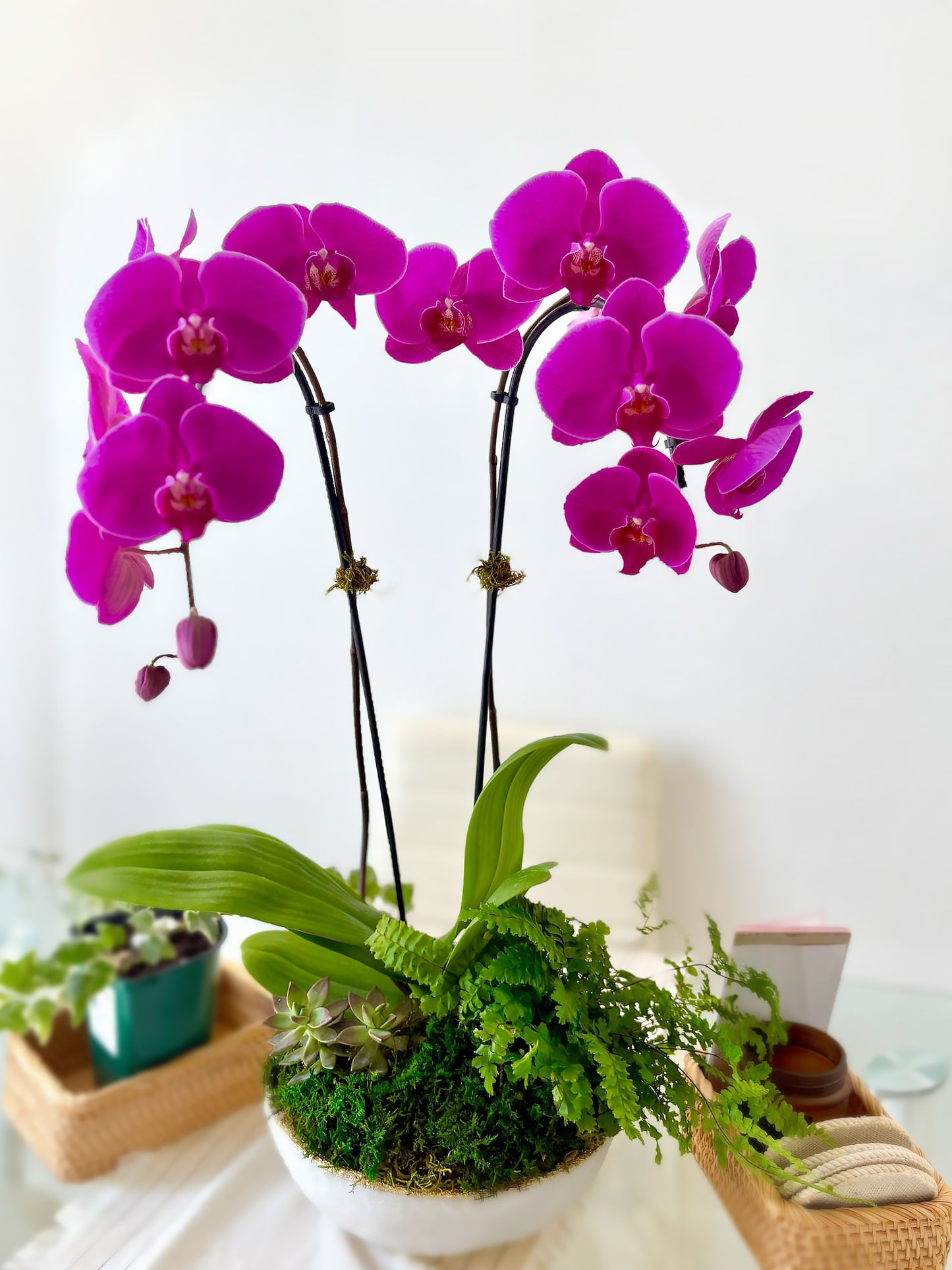 Magenta Kiss