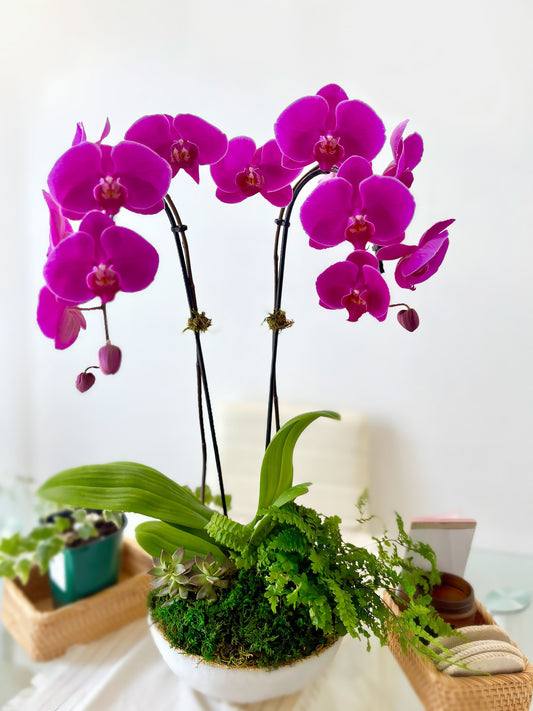 Magenta Kiss